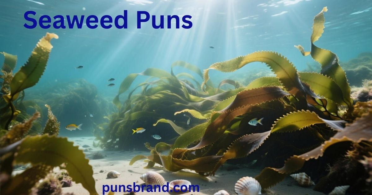 Seaweed Puns And Jokes