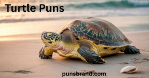 Turtle Puns and Jokes