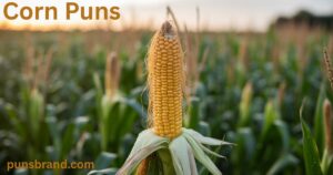 Corn Puns And Jokes