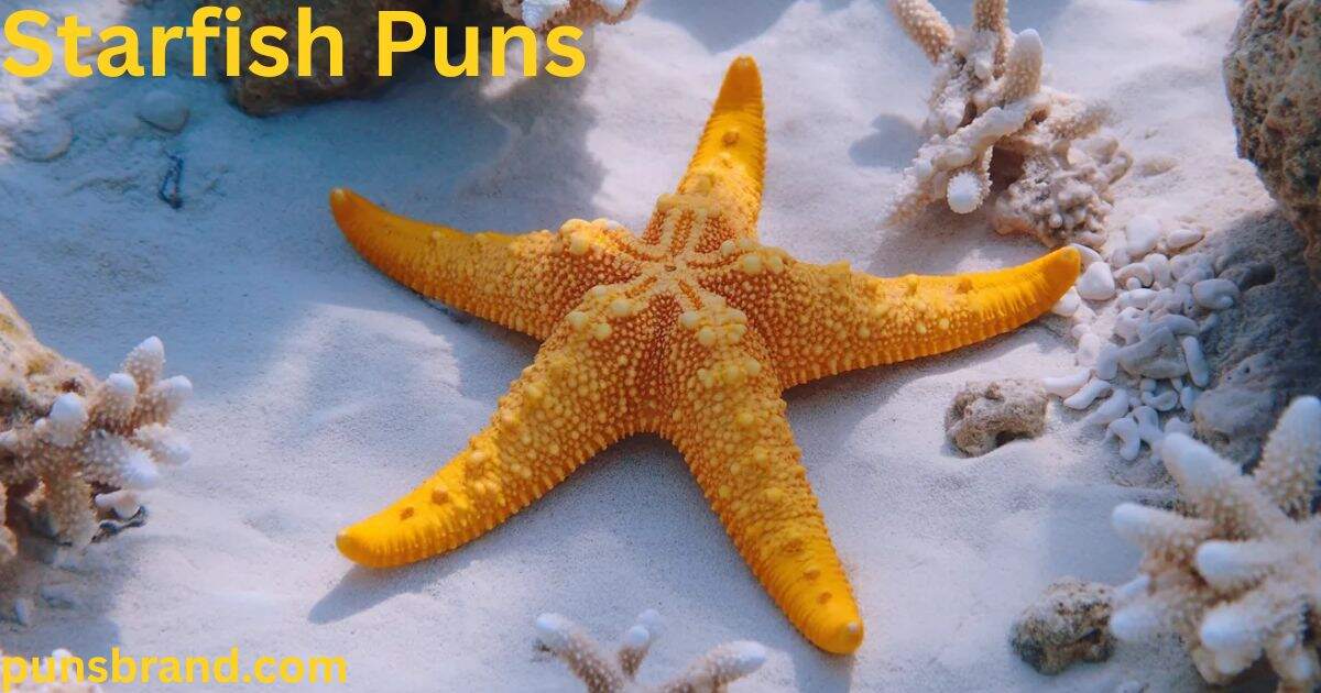 starfish puns and jokes